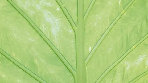 Las plantas «reciclan» el CO2 un 25% más rápido