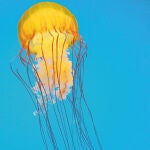 Medusas: el azote de los bañistas no llegará hasta agosto