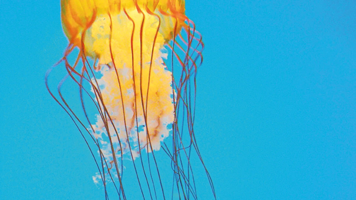 Inteligencia artificial para predecir la llegada de medusas al litoral andaluz