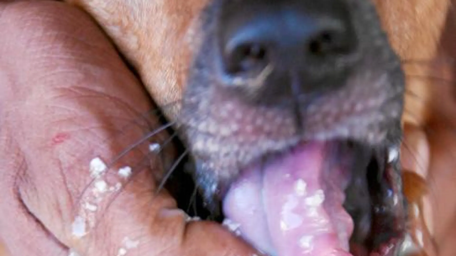Un perro que había sido intoxicado recibe un antídoto. En Lérida, el misterioso envenenador ha utilizado varias sustancias distintas