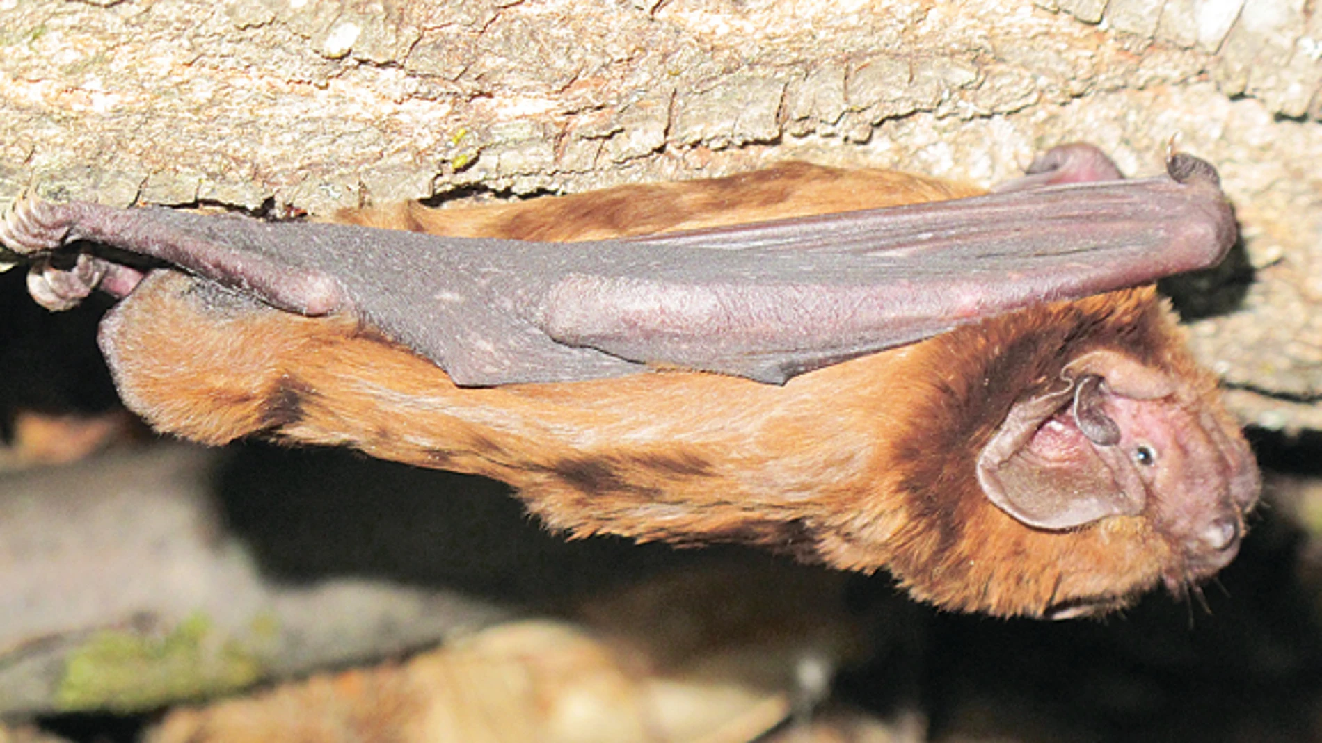 Benicalap estudiará los hábitos de su población de murciélagos