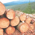 España consume el doble de la madera que produce
