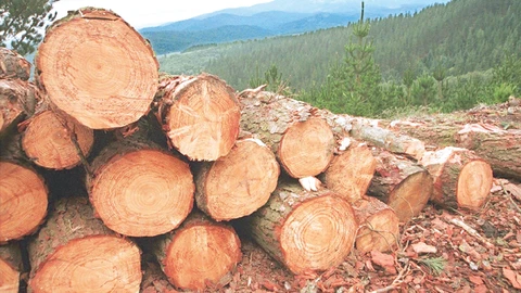 España consume el doble de la madera que produce