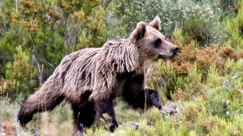 Los osos en la cordillera cantábrica son unos 200, el doble que hace 15 años