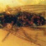 La mosca ha sido encontrada en una pieza de ámbar