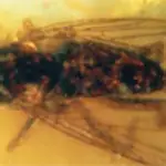  Descubren en Namibia una mosca que vivió en Álava hace 110 millones de años
