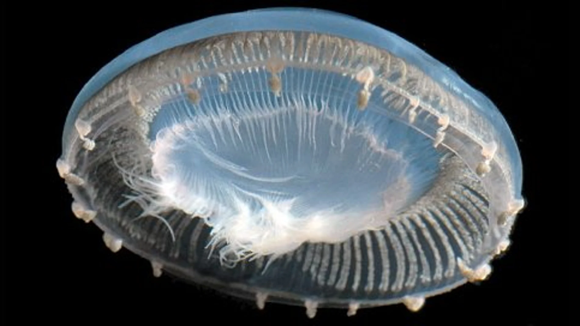 Cuestionan el aumento de las medusas