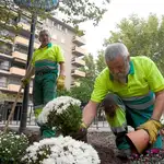  El Ayuntamiento se gastará en flores de temporada casi 100000 euros