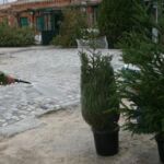Alcorcón ofrece una nueva vida a los abetos navideños