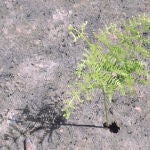 Restaurar zonas forestales quemadas en menos tiempo