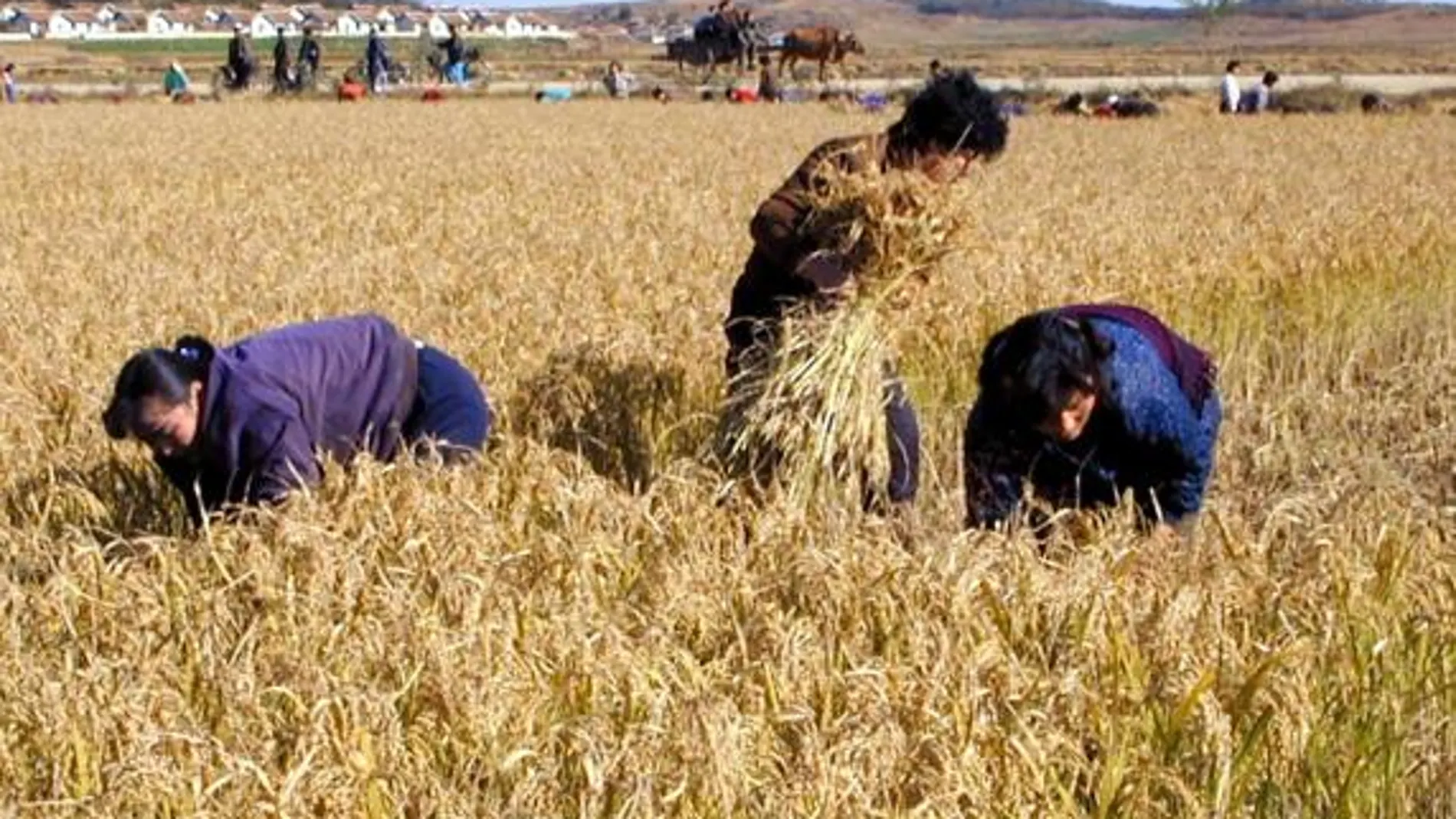 El aumento de las temperaturas en todo el globo arruinará las cosechas de cereales de las zonas tropicales y subtropicales