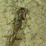 un ejemplar juvenil de Tyrrhenoleuctra antoninoi, la nueva especie de Islas Baleares