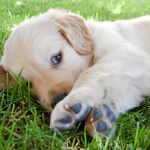 Tony es un perro muy obediente y confiado, que tiene como locos a sus dueños