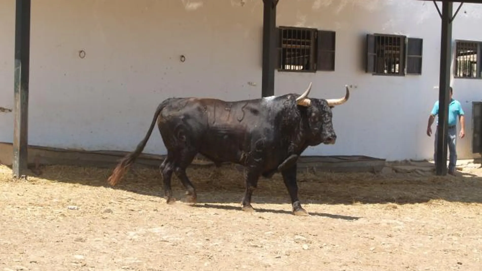 «Jazmín» vuelve a casa