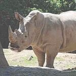 Un respiro para el rinoceronte de Java en Indonesia