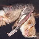  Los murciélagos detectan las moscas gracias al zumbido que hacen durante la cópula