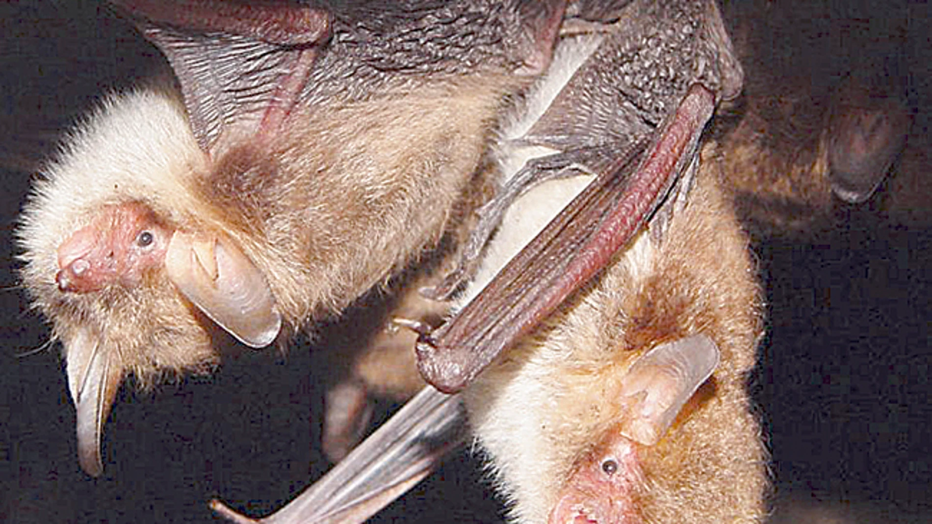 Los murciélagos detectan las moscas gracias al zumbido que hacen durante la cópula