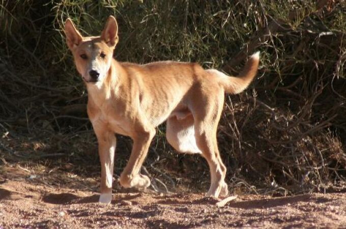 Un grupo de investigadores consigue secuenciar el genoma del dingo australiano y situarlo en el árbol genealógico de los cánidos | Fotografía de archivo
