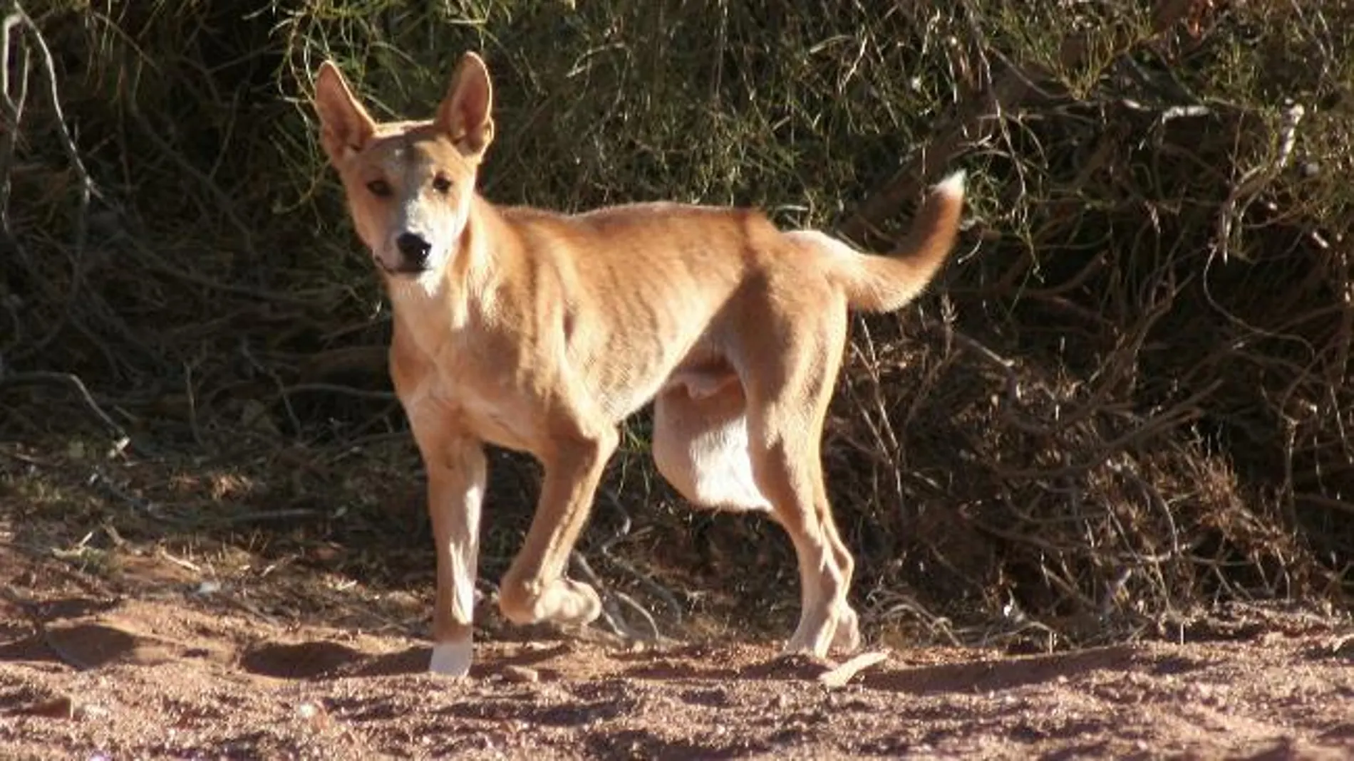 Un grupo de investigadores consigue secuenciar el genoma del dingo australiano y situarlo en el árbol genealógico de los cánidos | Fotografía de archivo