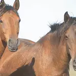  Liberan 24 caballos de la raza más antigua de Europa en Salamanca