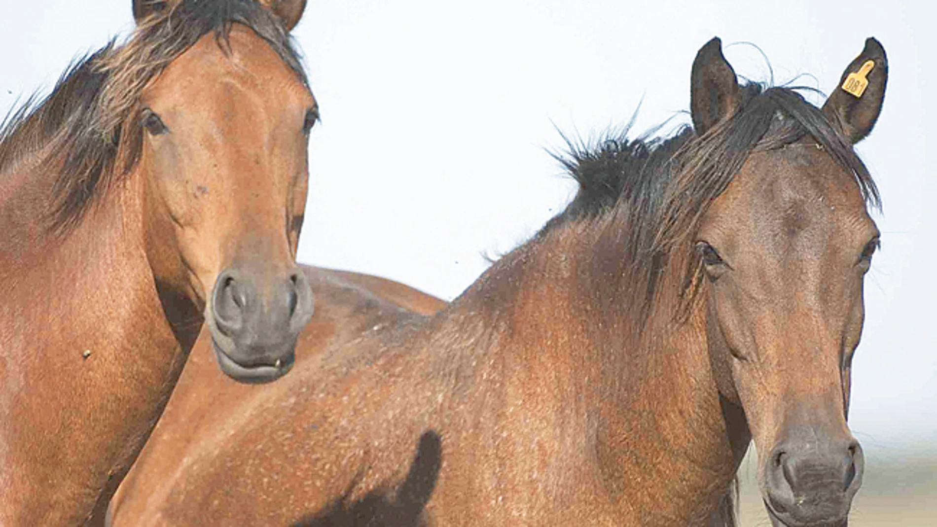 Liberan 24 caballos de la raza más antigua de Europa en Salamanca