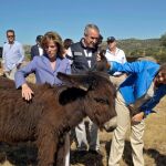 Pastoreo con burros contra los incendios forestales