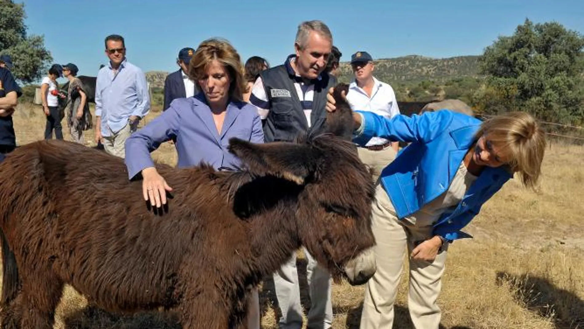 Pastoreo con burros contra los incendios forestales