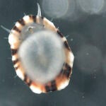 Nacen por primera vez en cautividad crías de una lapa mediterránea