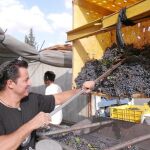 Un empleado de Golan Heights Winery trabajando la uva en los Altos del Golán, en Israel