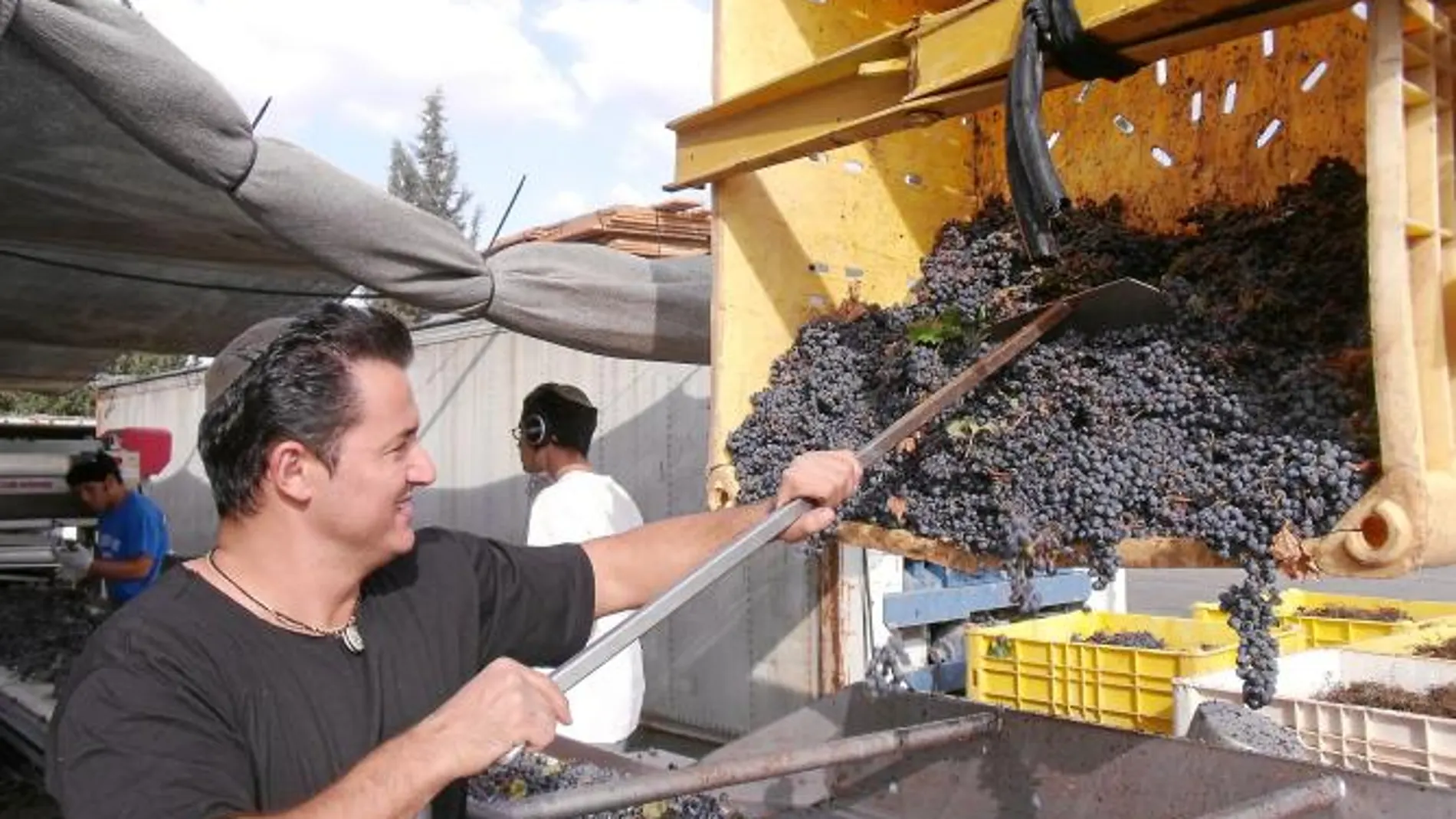 Un empleado de Golan Heights Winery trabajando la uva en los Altos del Golán, en Israel