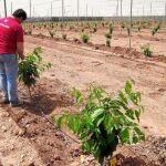 La Región apuesta por el cultivo de hueso como alternativa al tomate