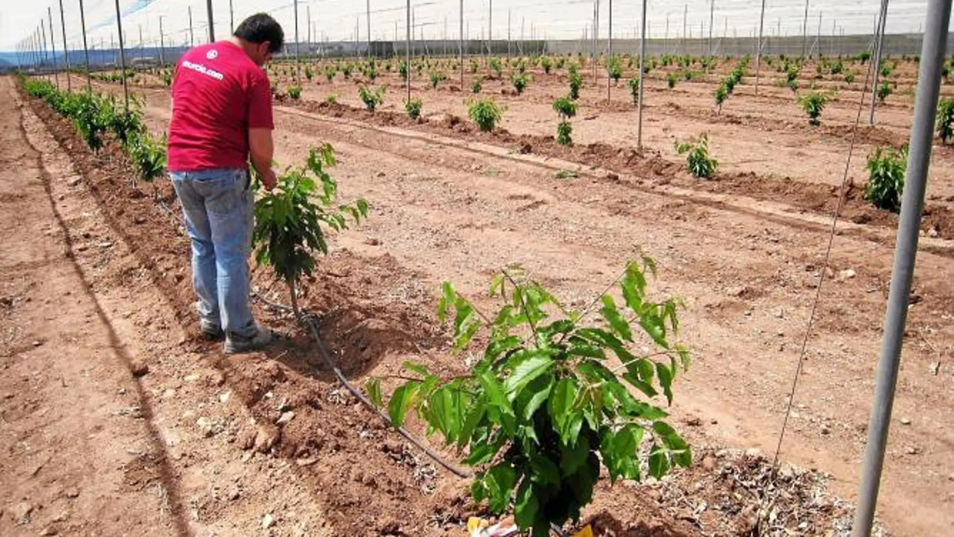 La Región apuesta por el cultivo de hueso como alternativa al tomate