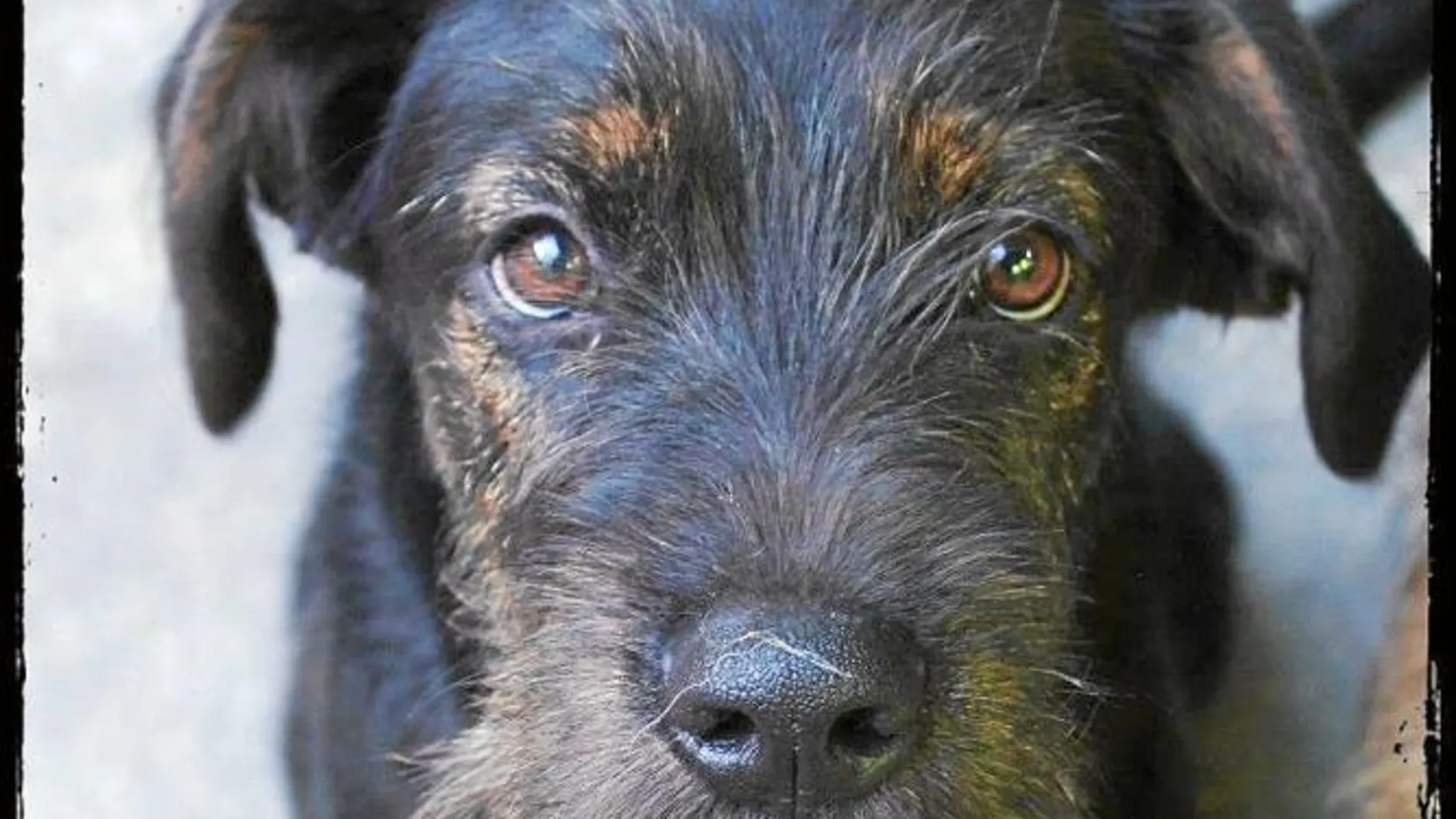 Camba es un perro luchador, que ha conseguido sobrevivir a un atropelló