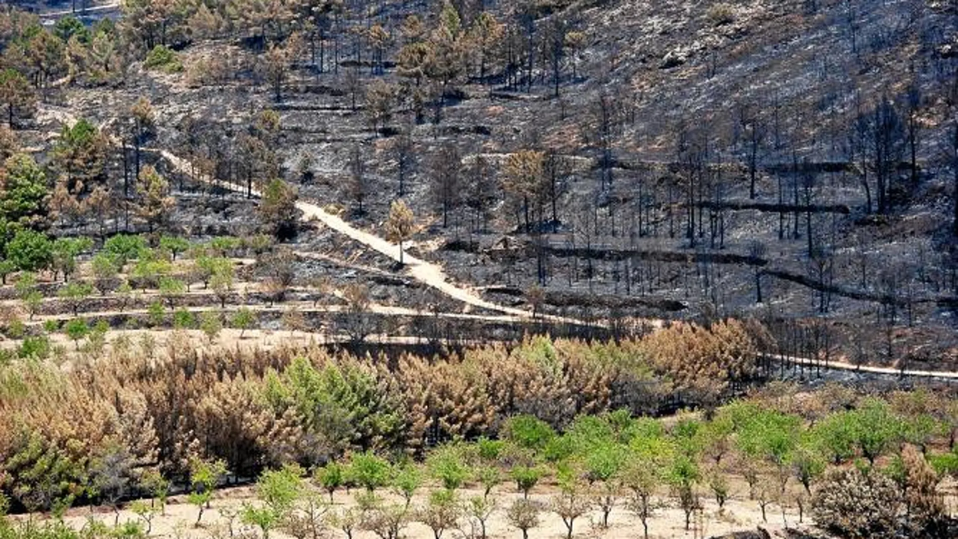 Ecologistas y labradores coinciden en potenciar el cultivo en los montes