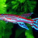 killis los peces que nacen con la lluvia en peligro de extinción
