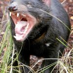 El demonio de Tasmania se encomienda al genoma
