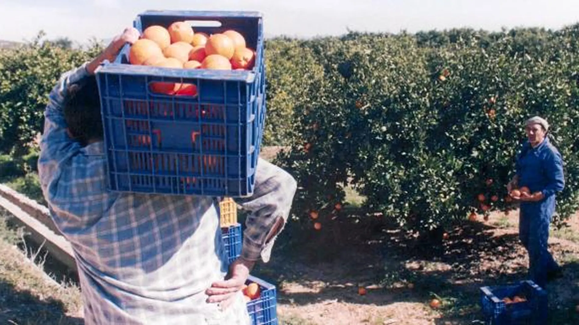 El acuerdo agrario con Marruecos puede acabar con 700.000 jornales