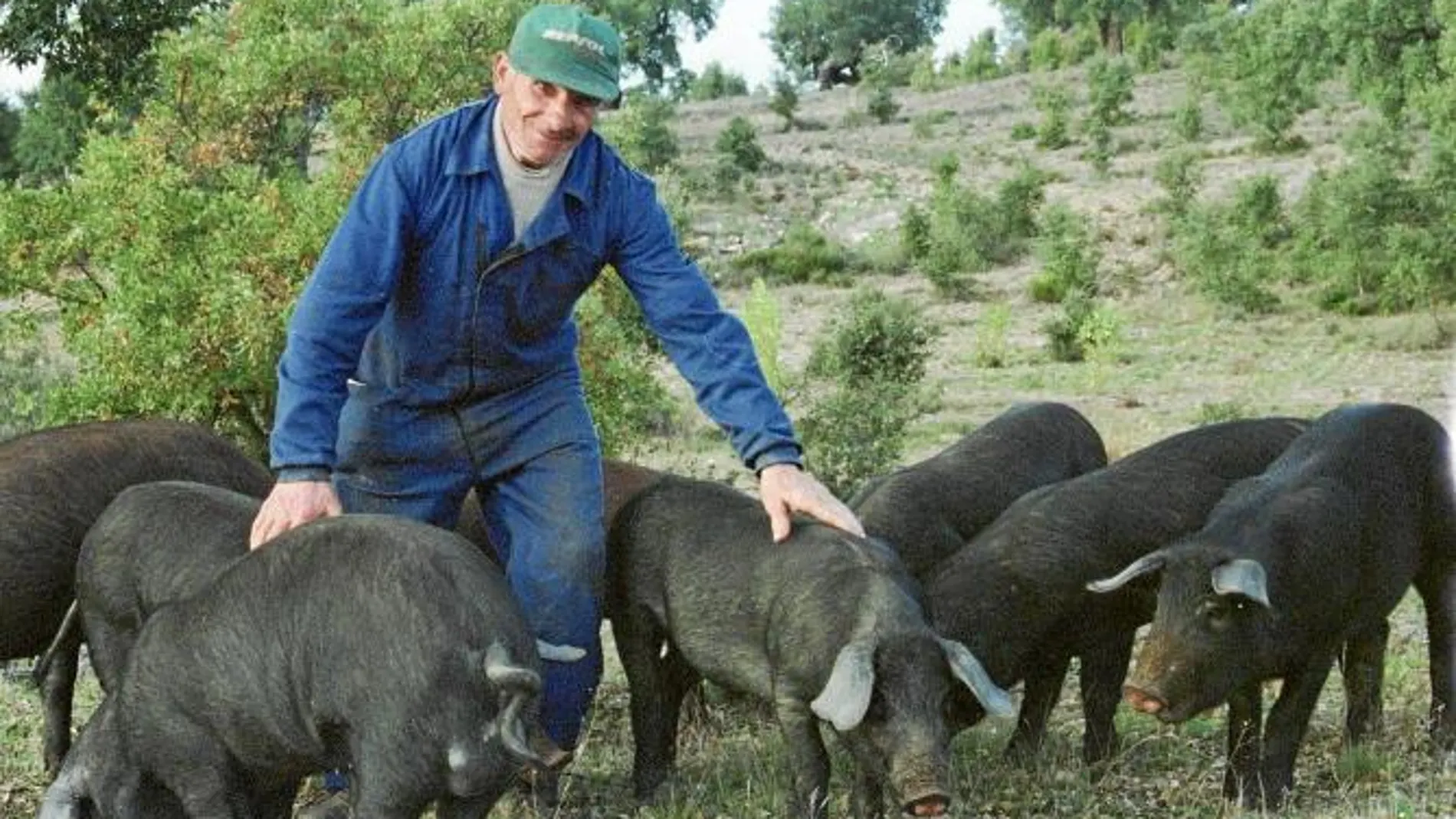 «Oposición» e «inquietud» de la Junta por la nueva regulación del cerdo ibérico
