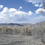 El verano de los grandes Incendios forestales