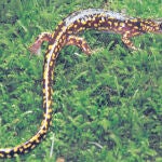 Identifican cuatro especies de salamandras con uñas en los dedos