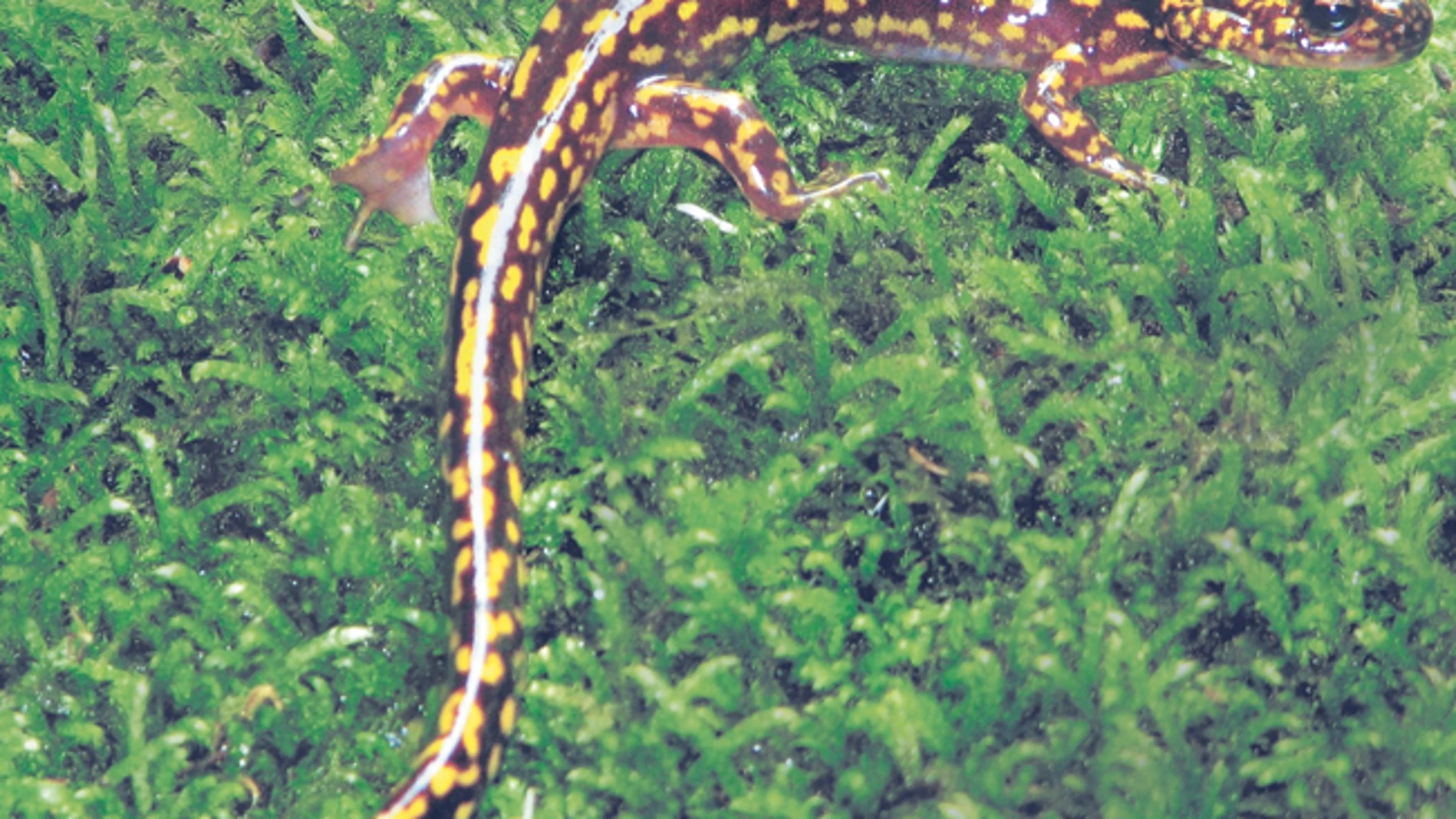 Identifican cuatro especies de salamandras con uñas en los dedos