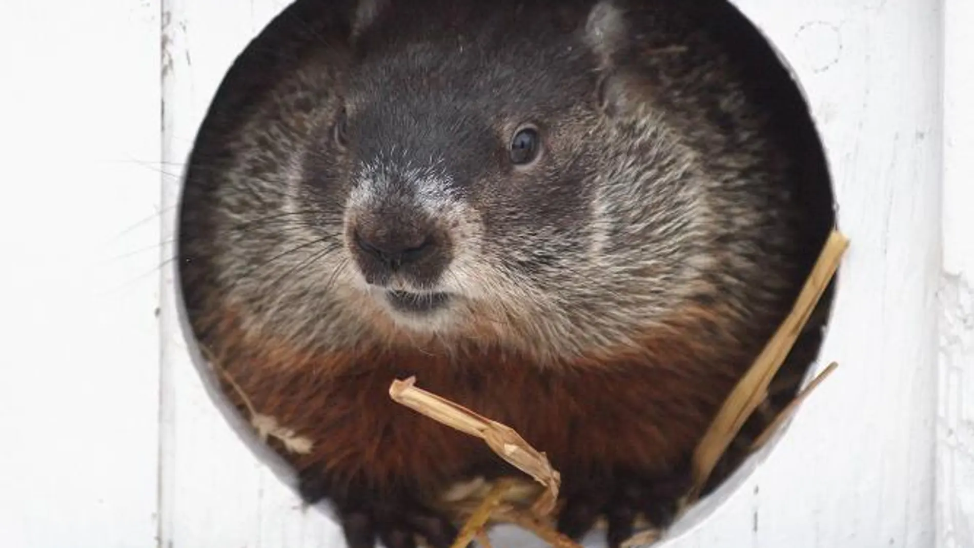 El invierno durará seis semanas más según la marmota Punxsutawney Phil