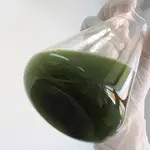Ingredientes a partir de microalgas para reforzar las defensas