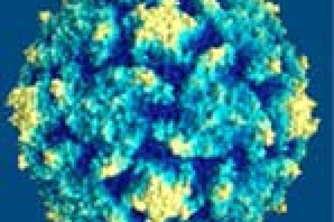 El VEB pertenece a la familia de los virus del herpes e infecta a las células del sistema inmune