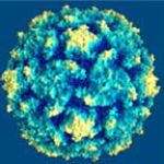 El VEB pertenece a la familia de los virus del herpes e infecta a las células del sistema inmune