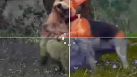 Una televisión para perros