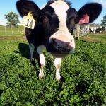 Las vacas generan gases de efecto invernadero