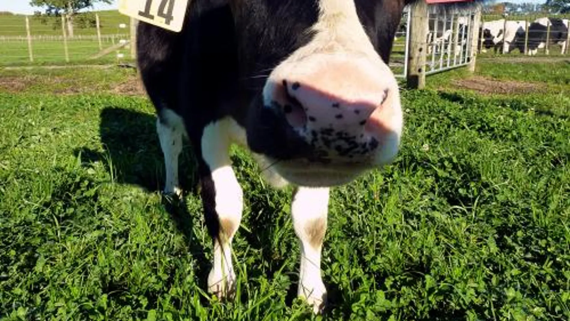 Las vacas generan gases de efecto invernadero