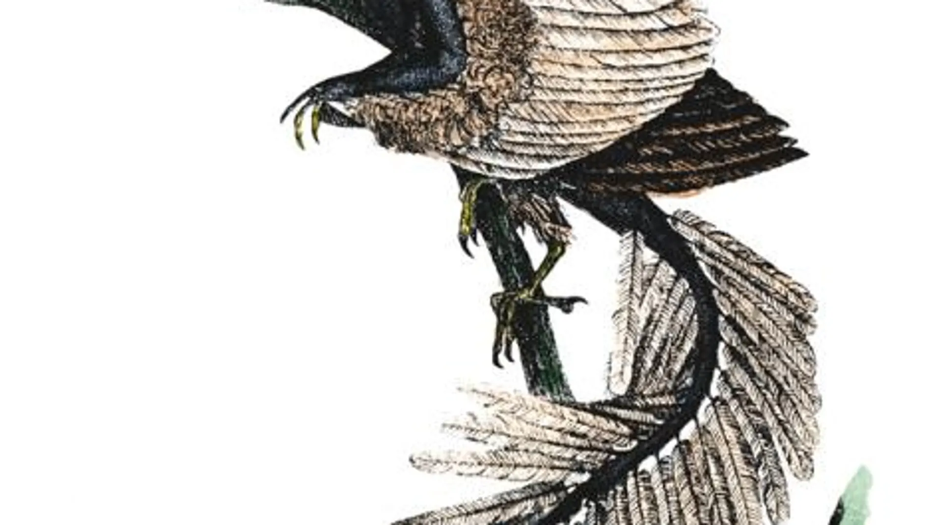 los reptiles volaban: desvelan el de las alas pájaro prehistórico