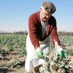 Las heladas acaban con gran parte de las cosechas de hortalizas y frutales de hueso